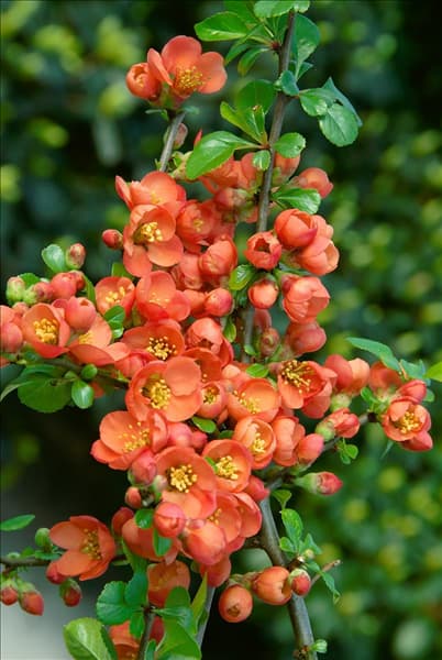 Chaenomeles japonica Cido (R)