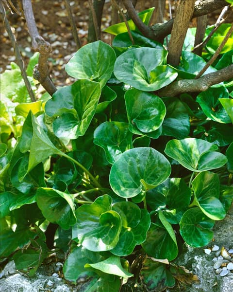 ASARUM EUROPAEUM