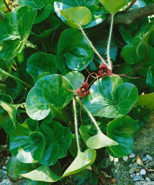 ASARUM EUROPAEUM