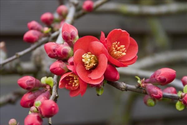 Chaenomeles japonca Cido (R)