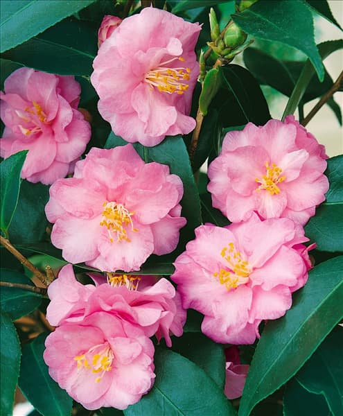 Camellia japonica Spring Festival