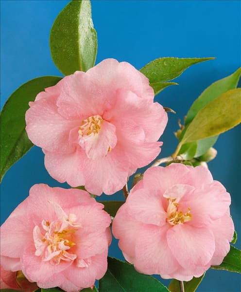 Camellia japonica Spring Festival
