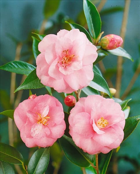 Camellia japonica Spring Festival