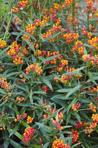 Asclepias curassavica