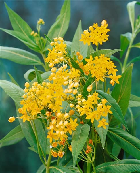 ASCLEPIAS CURASSAVICA SILKY GOLD