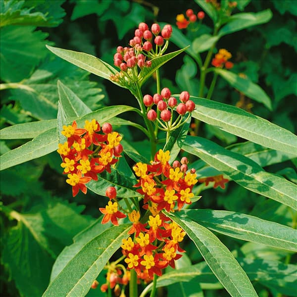 ASCLEPIAS CURASSAVICA