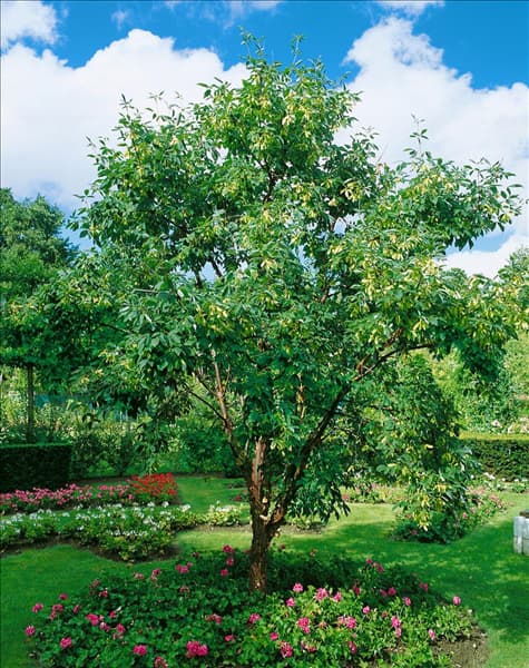 Acer griseum