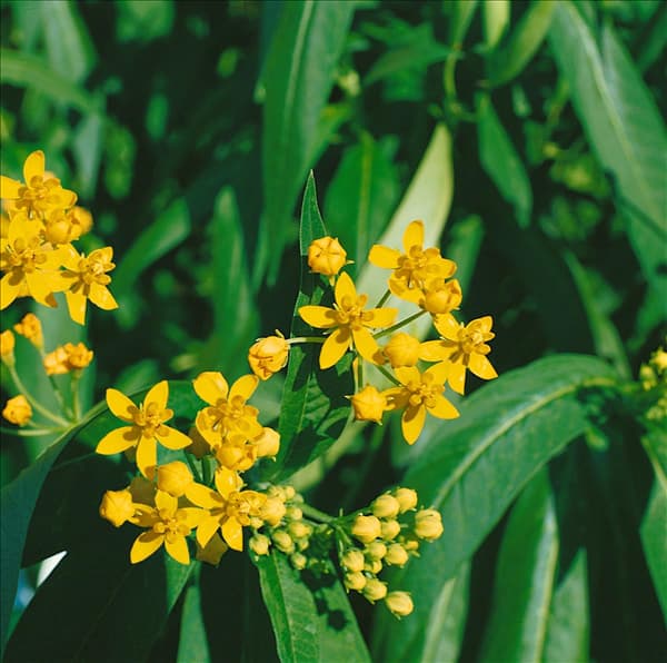 ASCLEPIAS CURASSAVICA SILKY GOLD