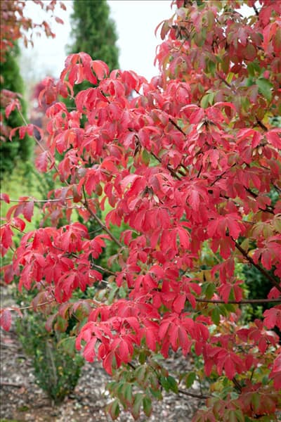 Acer griseum im Herbst