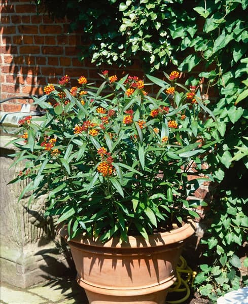 ASCLEPIAS CURASSAVICA