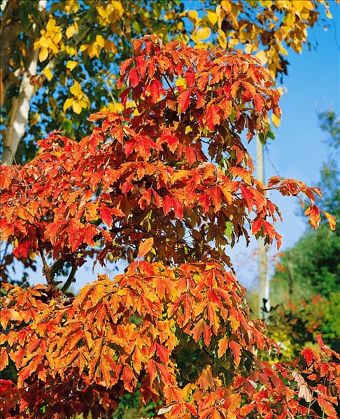 Acer griseum