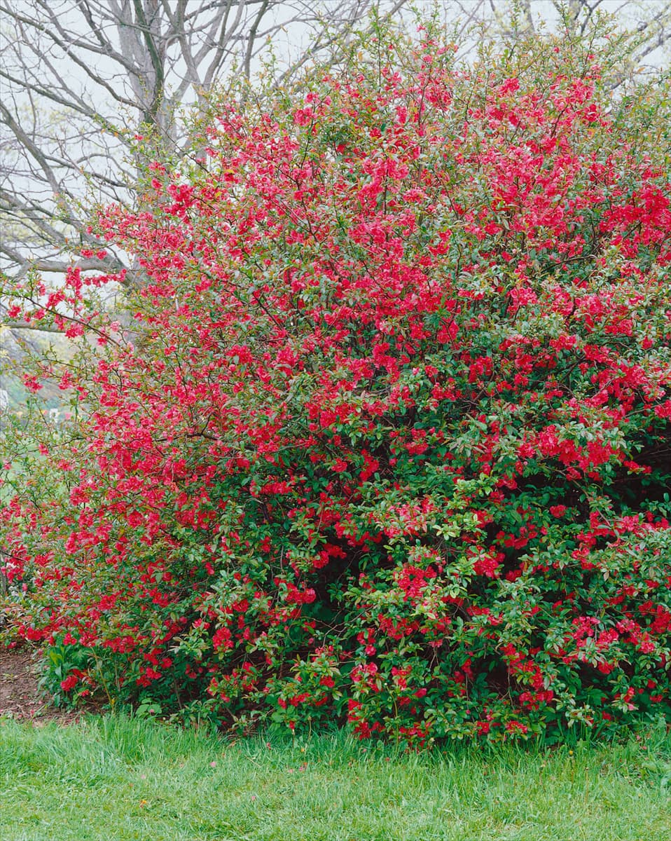 Chaenomeles speciosa Umbilicata