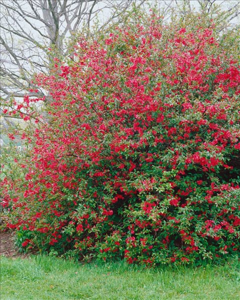 Chaenomeles speciosa Umbilicata