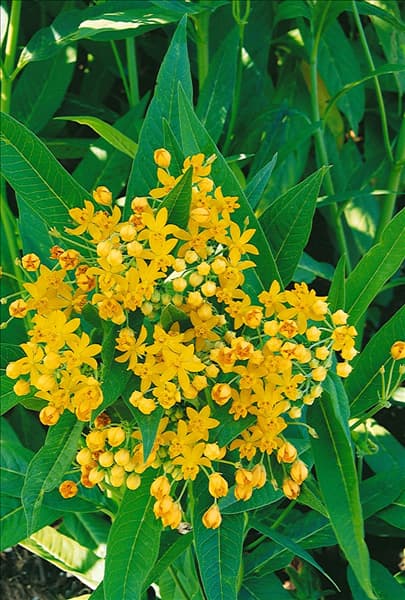 Asclepias curassavica Silky Gold
