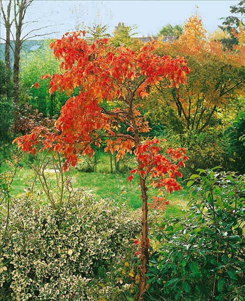Acer griseum