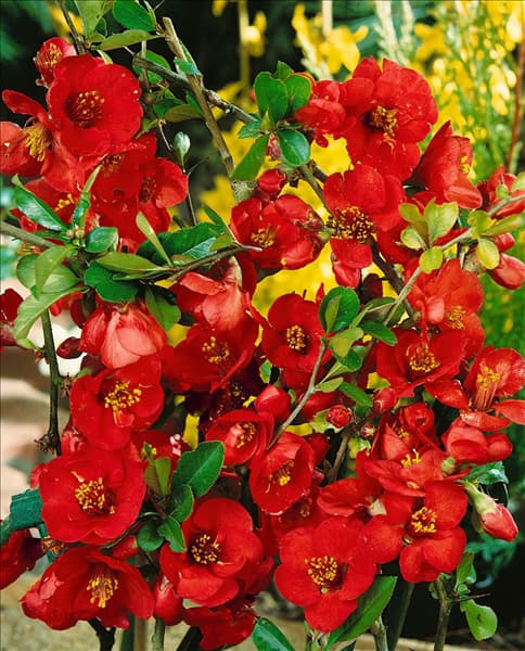 Chaenomeles x superba Nicoline