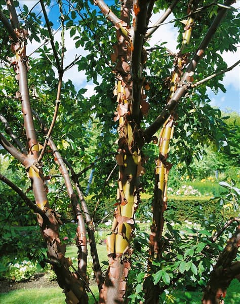 Acer griseum