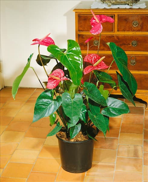 ANTHURIUM andreanum type Lipstick