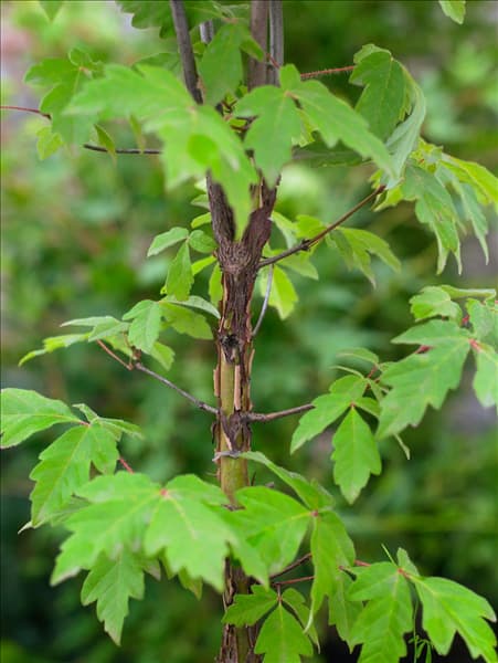 Acer griseum