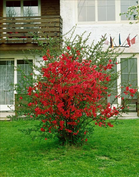 Chaenomeles x superba