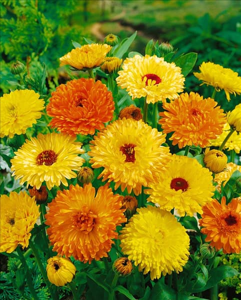 CALENDULA OFFICINALIS