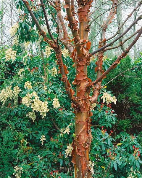 Acer griseum