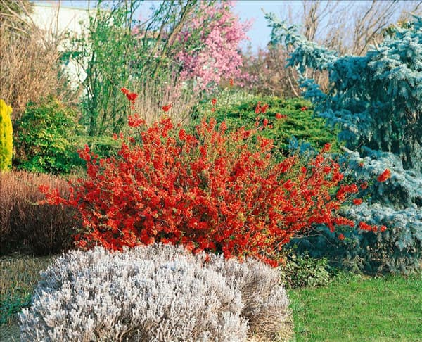 Chaenomeles x superba