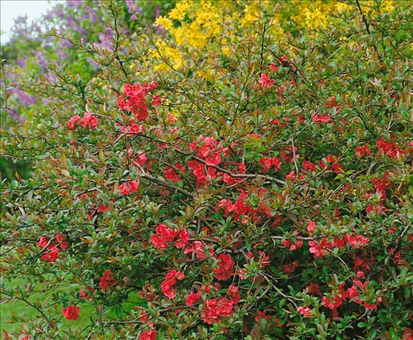 Chaenomeles x superba