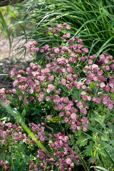 Astrantia Moulin Rouge
