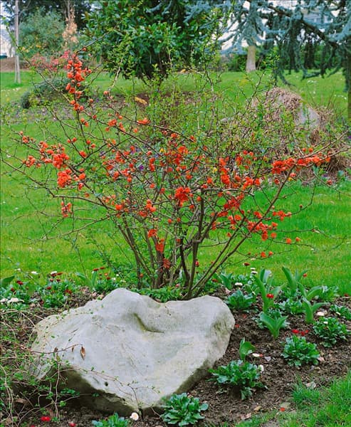 Chaenomeles x superba  orange