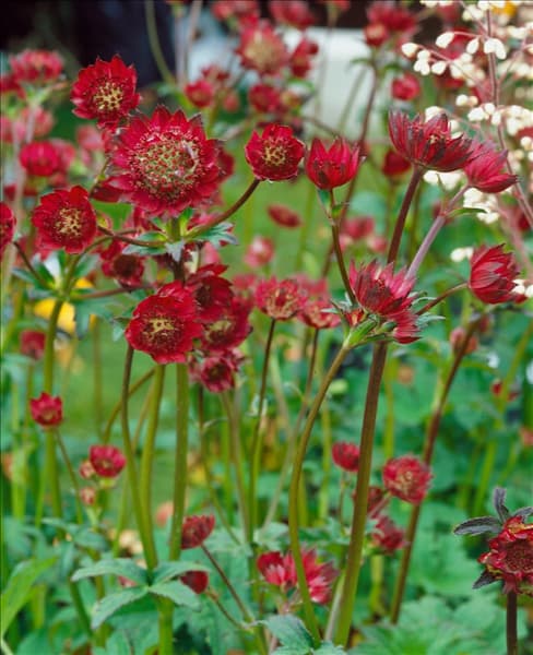 Astrantia Moulin Rouge