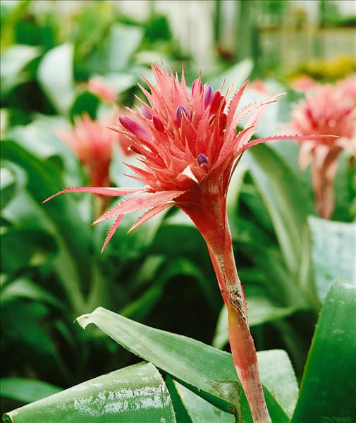 AECHMEA