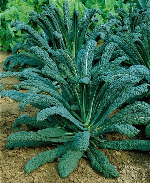Brassica oleracea var. sabellica Nero di Toscane