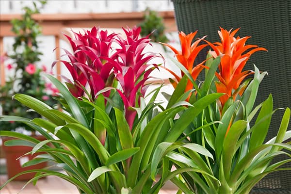 Aechmea fasciata