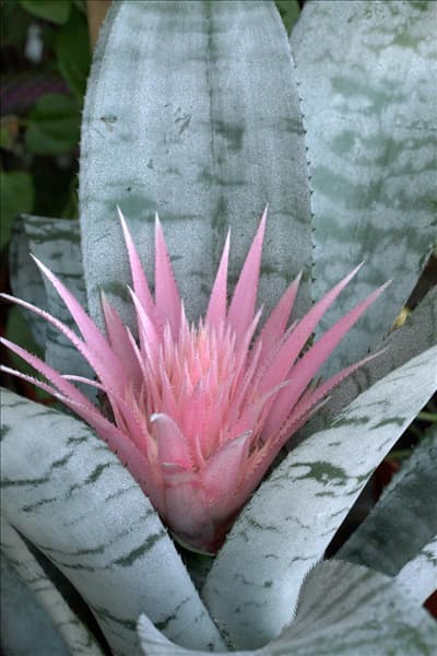 Aechmea fasciata