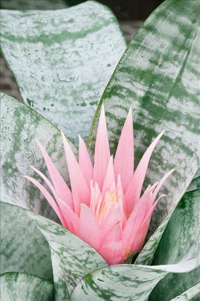 Aechmea fasciata