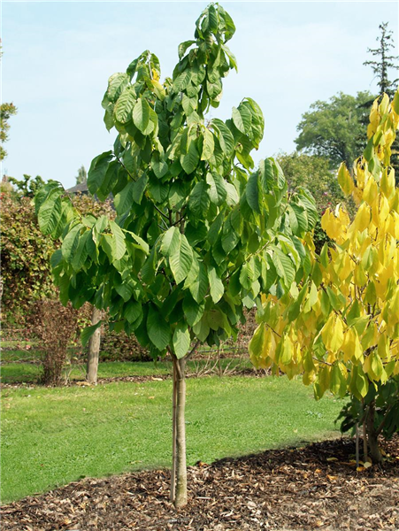 Asimina triloba