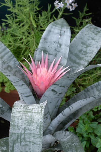 Aechmea fasciata