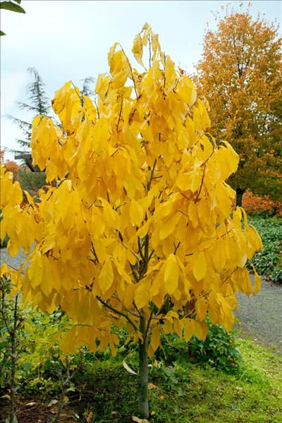 Asimina triloba im Herbst