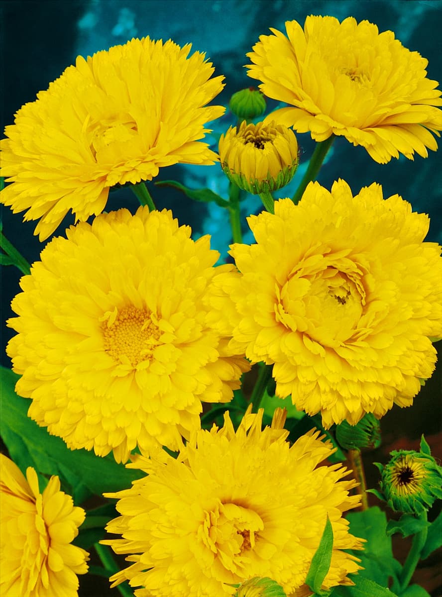 CALENDULA LEMON BEAUTY