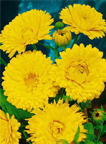Calendula officinalis 'Lemon Beauty'