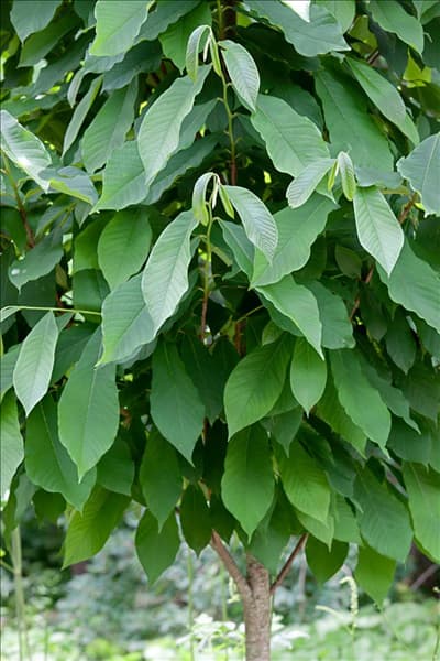 Asimina triloba