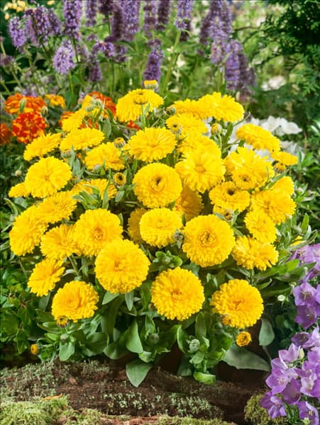 Calendula officinalis Candyman Yellow