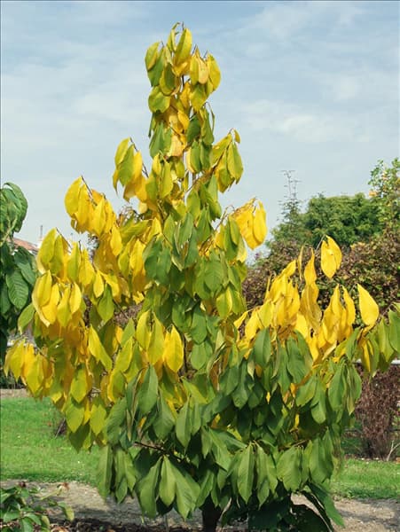 Asimina triloba Ithaca