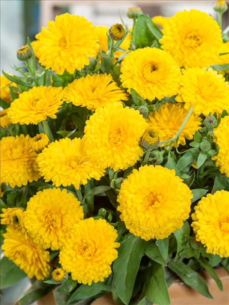 Calendula officinalis Candyman Yellow