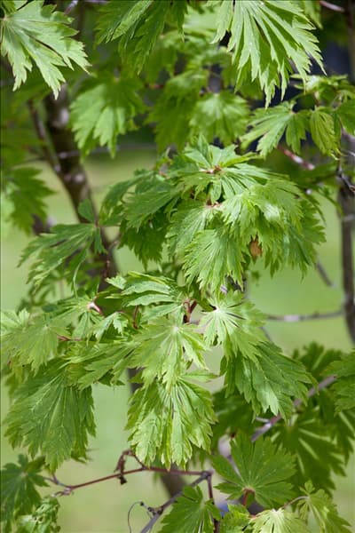 Acer japonicum Aconitifolium