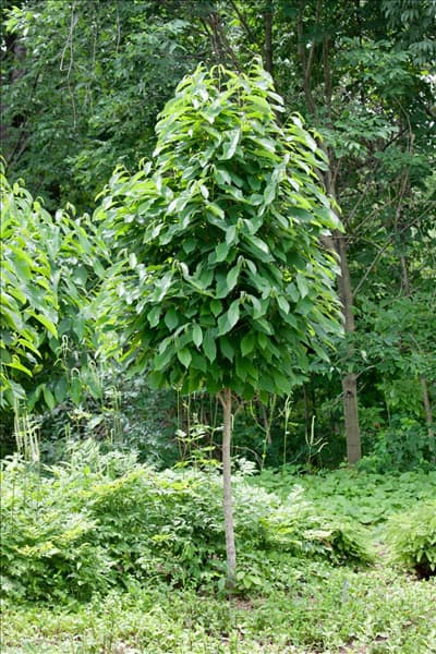 Asimina triloba