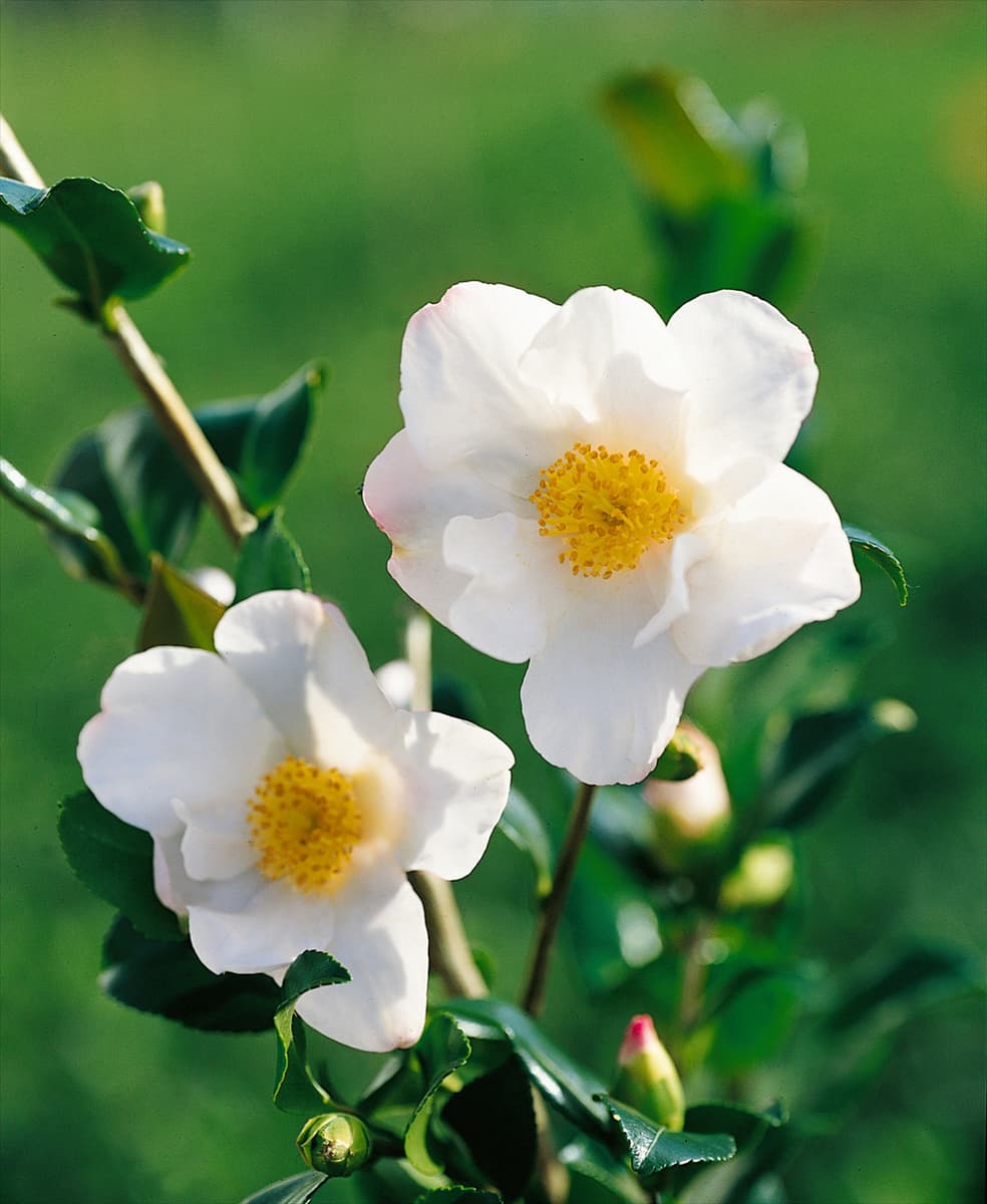 CAMELLIA SASANQUA CLEOPATRA