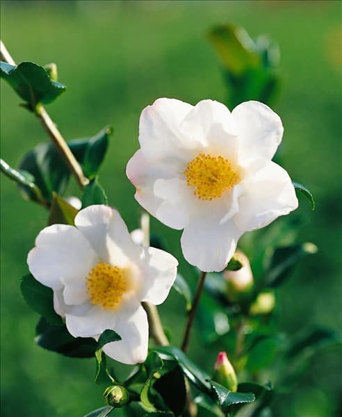 CAMELLIA SASANQUA CLEOPATRA