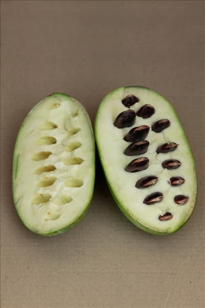 Asimina triloba